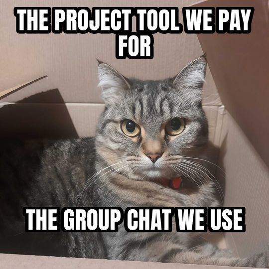 Cat in a box meme: The project tool we pay for / The group chat we use
