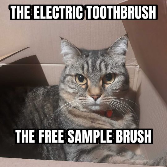 Cat in a box meme: The electric toothbrush / The free sample brush