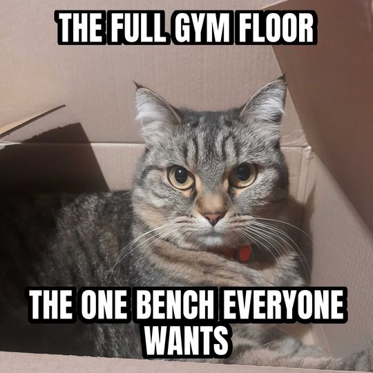 Cat in a box meme: The full gym floor / The one bench everyone wants