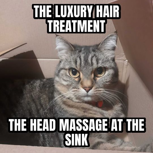 Cat in a box meme: The luxury hair treatment / The head massage at the sink