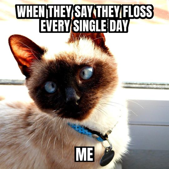 Side-eye cat meme: When they say they floss every single day / Me