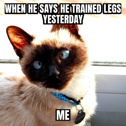 Side-eye cat meme: When he says he trained legs yesterday / Me