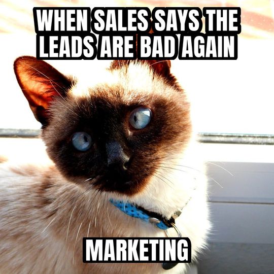Side-eye cat meme: When sales says the leads are bad again / Marketing
