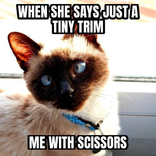 Side-eye cat meme: When she says just a tiny trim / Me with scissors