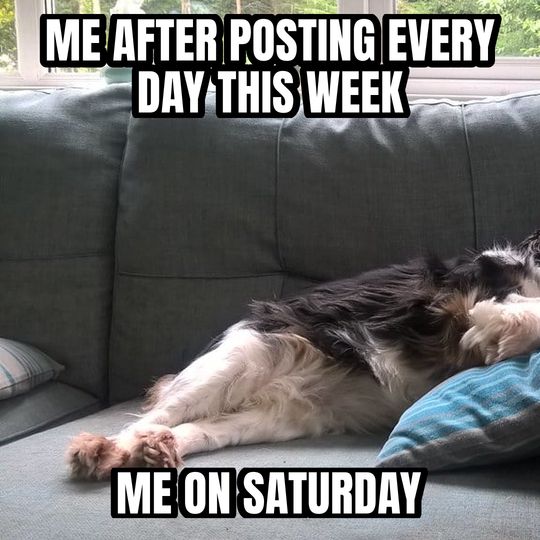 Sleeping dog meme: Me after posting every day this week / Me on Saturday