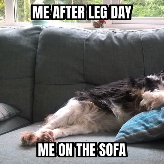 Sleeping dog meme: Me after leg day / Me on the sofa