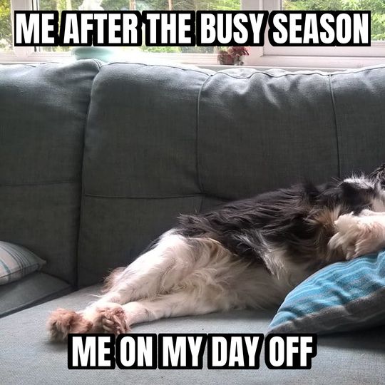 Sleeping dog meme: Me after the busy season / Me on my day off
