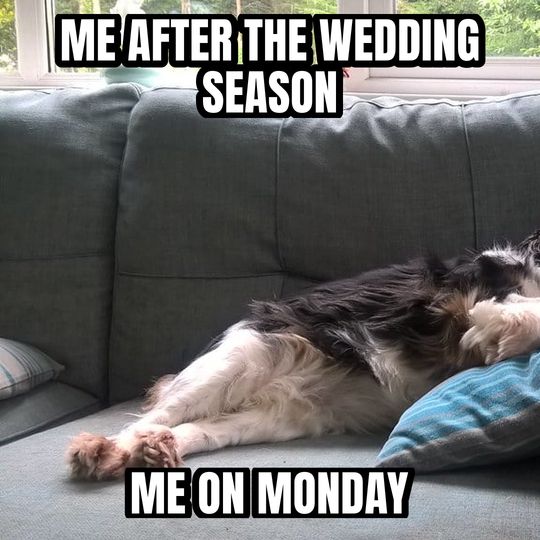 Sleeping dog meme: Me after the wedding season / Me on Monday