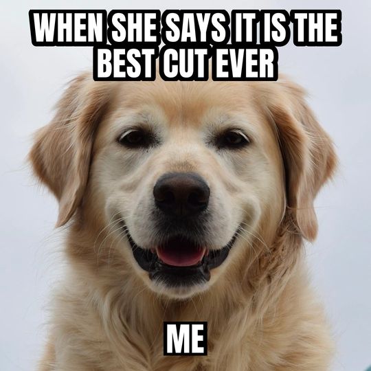 Happy dog meme: When she says it is the best cut ever / Me