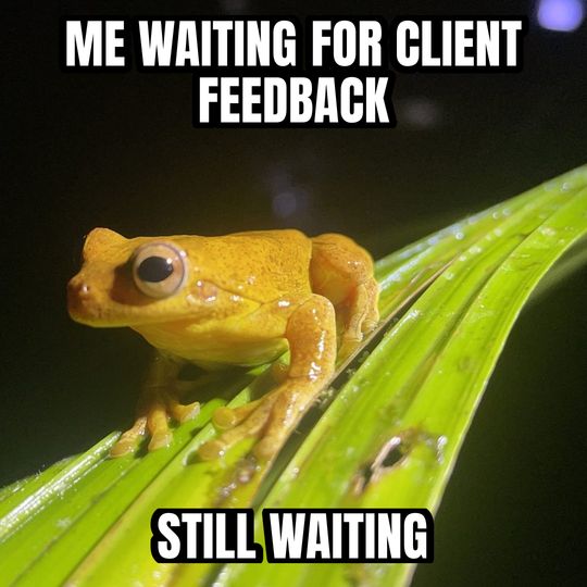 Staring frog meme: Me waiting for client feedback / Still waiting