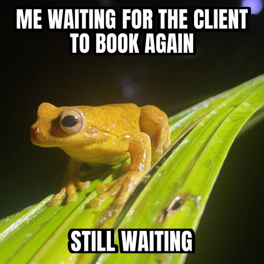 Staring frog meme: Me waiting for the client to book again / Still waiting