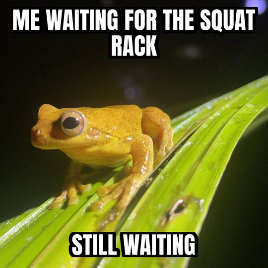Staring frog meme: Me waiting for the squat rack / Still waiting