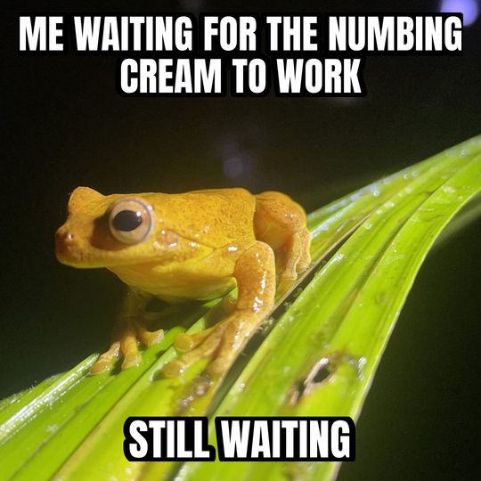 Staring frog meme: Me waiting for the numbing cream to work / Still waiting