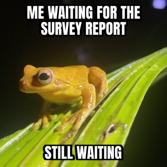 Staring frog meme: Me waiting for the survey report / Still waiting