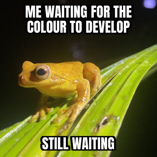 Staring frog meme: Me waiting for the colour to develop / Still waiting